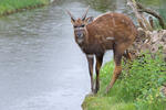 Sitatunga (Lesoň bahenní)