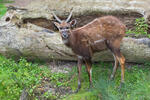 Sitatunga (Lesoň bahenní) (Tragelaphus spekei)