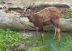 Sitatunga (Lesoň bahenní) (Tragelaphus spekei)