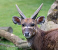 Sitatunga (Lesoň bahenní)