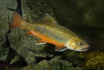 Siven americký (Salvelinus fontinalis)