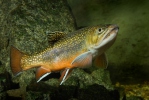 Siven americký (Salvelinus fontinalis)