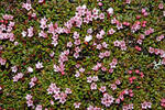 Skalienka ležatá (Loiseleuria procumbens)