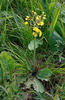 Škarda ukousnutá (Crepis praemorsa)