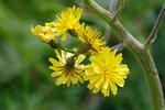 Škarda ukousnutá (Crepis praemorsa)
