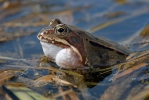 Skokan hnědý (Rana temporaria)