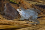 Skokan ostronosý (Rana arvalis)