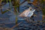 Skokan ostronosý (Rana arvalis)