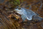 Skokan ostronosý (Rana arvalis)