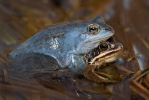 Skokan ostronosý (Rana arvalis)