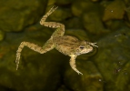 Skokan Perézův (Pelophylax perezi)