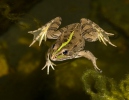 Skokan Perézův (Pelophylax perezi)