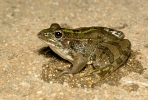 Skokan Perézův (Pelophylax perezi)