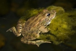 Skokan Perézův (Pelophylax perezi)