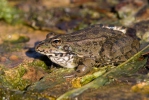 Skokan Perézův (Pelophylax perezi)