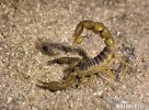 Škorpión (Scorpiones sp.)