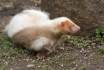 Skunk pruhovaný (Mephitis mephitis)