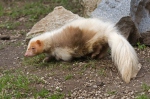 Skunk pruhovaný (Mephitis mephitis)