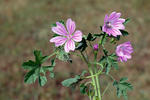 Sléz lesní (Malva sylvestris)