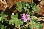 Slez lesný (Malva sylvestris)