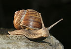 Slimák záhradný (Helix pomatia)