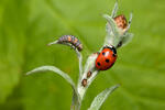 Slunéčko sedmitečné (Coccinella septempunctata)