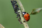 Slunéčko sedmitečné (Coccinella septempunctata)