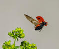 Slunéčko sedmitečné (Coccinella septempunctata)