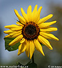 Slunečnice roční (Helianthus annuus)