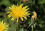 Smetanka lékařská (Taraxacum officinale)