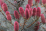 Smrk pichlavý - stříbrný (Picea pungens - glauca)