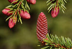 Smrk ztepilý (Picea abies)