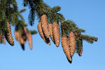 Smrk ztepilý (Picea abies)