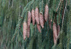 Smrk ztepilý (Picea abies)