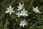 Snědek Kochův (Ornithogalum kochii)