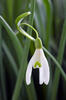 Sněženka podsněžník (Galanthus nivalis)