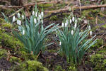 Sněženka podsněžník (Galanthus nivalis)