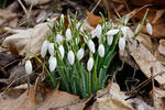 Sněženka podsněžník (Galanthus nivalis)