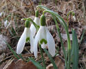 Sněženka podsněžník (Galanthus nivalis)