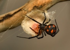 Snovačka jedovatá (Latrodectus tredecimguttatus)