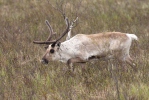 Sob polární (Rangifer tarandus)