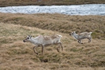 Sob polární (Rangifer tarandus)