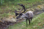 Sob polární (Rangifer tarandus)