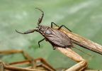 Splošťuľa bahenná (Nepa cinerea)