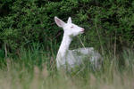 Srna - albín (Capreolus capreolus)