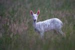 Srna - albín (Capreolus capreolus)