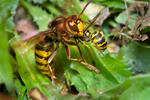 Sršeň obecná (Vespa crabro)