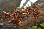 Sršeň obecná (Vespa crabro)