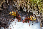 Sršeň obecná (Vespa crabro)