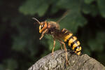 Sršeň obecná (Vespa crabro)